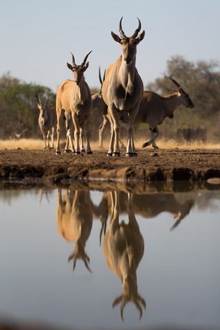 A low angle, vertical, colour photograph of a herd of eland, and their reflections, staring into the camera in the waterhole.